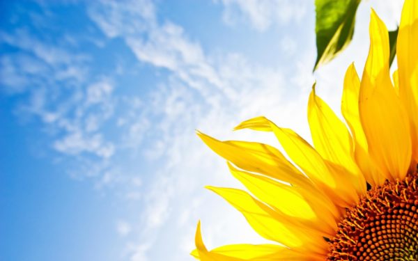 Sunflower Background For Desktop